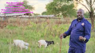 When should we deworm goats kids  deworming of goats kids farmers must see this and know this [upl. by Niamreg226]