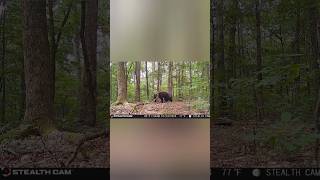 Black bear vs deer feeder‼️ [upl. by Borszcz]