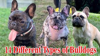 Different Types of French Bulldogs  Dog Types [upl. by Ryder553]