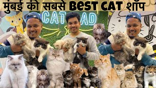 Biggest Pets Shop in Mumbai  Persian Cats  Himalayan Cats amp More  pet shop in Mumbai  Cat Dad [upl. by Ycnan]