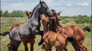 ￼ Tout savoir sur les poulains de HorseValley [upl. by Ehcar]