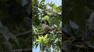 Carolina Wrens song sounds a bit like oldschool sonar ping [upl. by Durston]