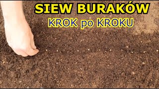 Siew Buraka ćwikłowego KROK po KROKU  Jak uprawiać Buraki [upl. by Errol581]