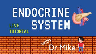 Live Tutorial Endocrine [upl. by Ynaffi]