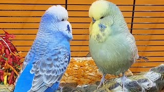 budgie parakeet sounds for lonely birds to make them happy [upl. by Ymassej]