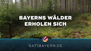 Bayerns Wälder erholen sich Ergebnis der vierten Bundeswaldinventur [upl. by Puiia]