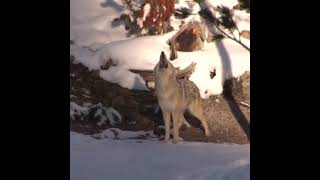 Coyotes Howling in Yosemite National Park  YellowStoneNPSIG [upl. by Plusch]