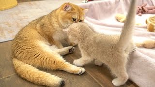 Mother cat meows to call her kittens to eat So sweet [upl. by Yoccm]