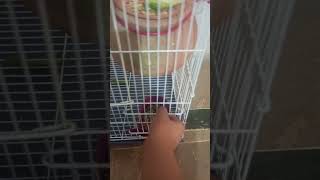 How I can open my parrots cage [upl. by Eggleston803]