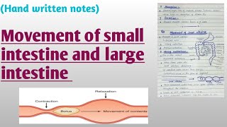 Movement of small intestine and large intestine [upl. by Litman]