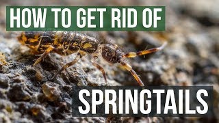 How to Get Rid of Springtails 4 Easy Steps [upl. by Ahsam565]