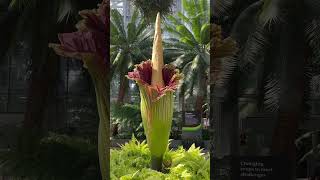 Amorphophallus titanum [upl. by Jaquith]