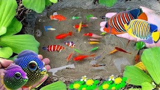 Catch colorful fish koi fish goldfish glowfish betta fish gourami fish catfish lobsters [upl. by Daisi]