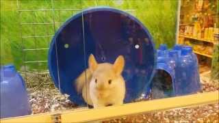 Beautiful Chinchilla at the pet store does a running trick [upl. by Riesman105]