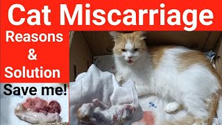 Miscarriage Reasons in cats  Symptoms of a Miscarriage in a Cat  Cat Delivery Precautions [upl. by Stamata39]