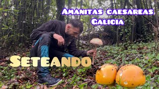 Amanitas caesareas en galicia y otras setas [upl. by Anastase85]