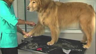 How to Groom A Golden Retriever  Jodi Murphy Instructional Video Series [upl. by Wohlert503]