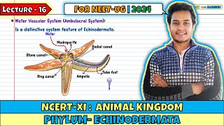 Lec 16 Phylum Echinodermata Animal Kingdom Class 11 NEET 2024 [upl. by Corbett]