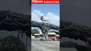 Zoo me kitna sara janwar hai shorts AlhjaAna99 [upl. by Suoiluj]