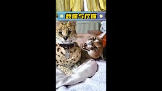 你覺得藪貓厲害還是獰貓厲害 神奇動物在抖音 萬物皆有靈性 動物世界看人生百態 野生動物零距離 動物救助 [upl. by Hake105]