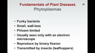 Fundamentals of Plant Diseases  Slide 39  PHYTOPLASMAS CHARACTERISTICS [upl. by Yelroc]