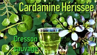 🌿La Cardamine hérissée un cresson sauvage comestible et médicinal [upl. by Asselem90]