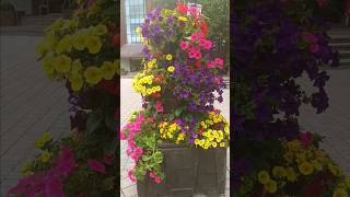 The Floral Dance naturevideo [upl. by Dorris]