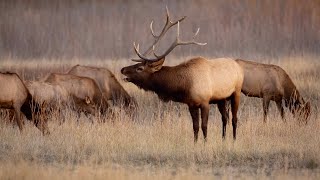 Elk Talk Live  EP 107 [upl. by Brig]