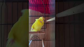 Lutino budgie birds birdaviary budgiesaviary [upl. by Waldon]