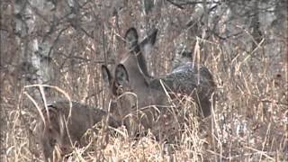 Odocoileus virginianus [upl. by Hussey]