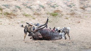 Wild Dog Hunting Waterbuck [upl. by Sej]