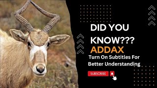 Uncovering the Dark Truth About Addax the Endangered Species [upl. by Rolo278]