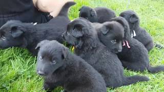 Groenendael puppies [upl. by Rand]