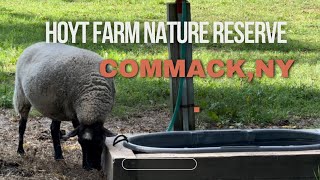 HOYT FARM NATURE PRESERVE en Commack NY Una experiencia Natural [upl. by Tirma]