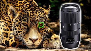 Sigma 100400mm DG DN Lens Review  SUPER ZOOM Lens for Sony Cameras [upl. by Nalepka]