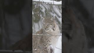 Lynx Kittens From Playful Cubs to Stealthy Hunters  Paws on the Planet [upl. by Maye]