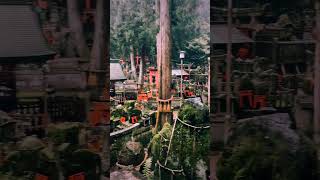 📍Fushimi Inari Shrine nature travel mountains [upl. by Ylliw]