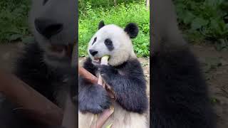 Panda Eating Bamboo animalsvideo animalsfood panda [upl. by Garrick]