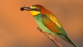 European beeeaters hunting at sunset [upl. by Elinnet]