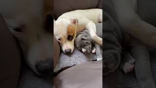 Staffy puppy cuddles 🥰 cutepuppy staffordshireterrier puppy staffy staffylovers cute [upl. by Sanjiv]