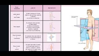 Representación gráfica de los planos anatomicos exaniii ✨✨✨✨ [upl. by Aitrop]