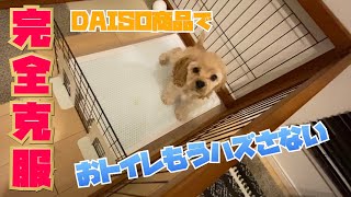 【トイレ克服】こんな簡単な事で！？子犬のトイレトレーニング [upl. by Hachmin]