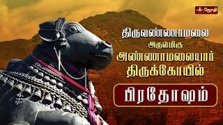 திருவண்ணாமலை ஸ்ரீஅருணாச்சலேஸ்வரர் கோவில்  பிரதோஷ வழிபாடு  Pradosham  Nandhi Abishegam [upl. by Christi]