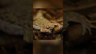 Surinam Toad Natures Weirdest Birth staycurious [upl. by Peatroy]