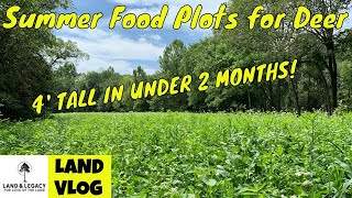 Summer Food Plot Blends  Whats the Best Food for Deer [upl. by Zubkoff435]