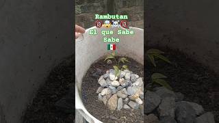 ☠️Cuidado☠️🤯botanik mexicoalnatural smooke plantas jardinería [upl. by Ahseeyt289]