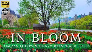 🇨🇦 4K Heavy Rain amp 1000s of Tulips Ottawa Downtown Tour Rain amp City Ambient ASMR [upl. by Wilda]