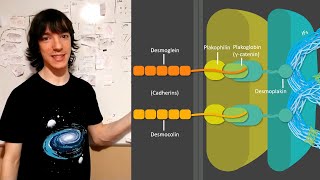 Desmosomas Proteínas y funciones [upl. by Leiria]