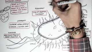 Microbiology  Bacteria Structure [upl. by Atinahs130]