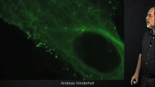 Microtubule mediated virus movement  Ari Helenius ETH [upl. by Navlys]